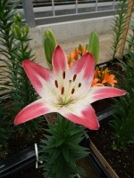 [5031 Lollypop No02.JPG]